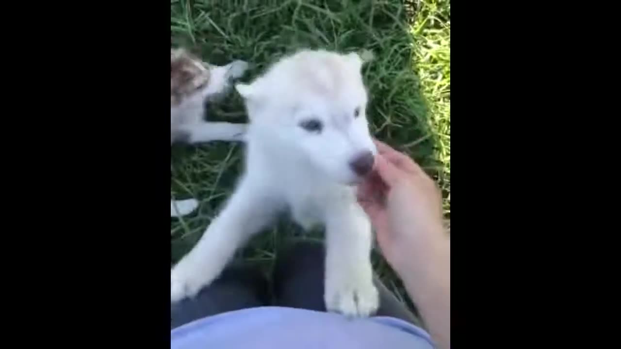 Best of_ Funny Cats and Dogs compilation