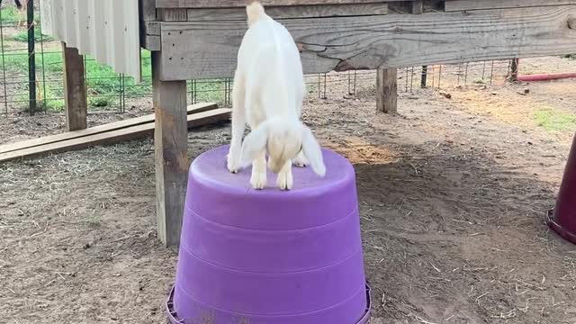 Joy the Baby Goat is an Excellent Jumper