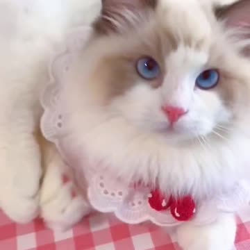 Aww cute cat videos funny Vol5❤️ Cat