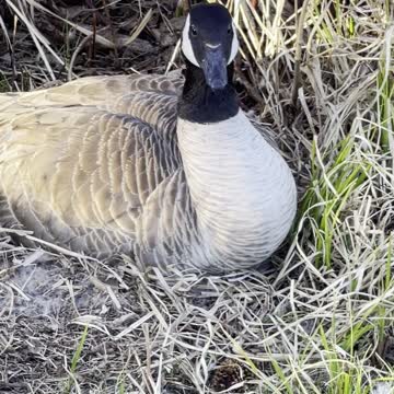 A family of Canadian geese incubating their eggs on the lakeshore