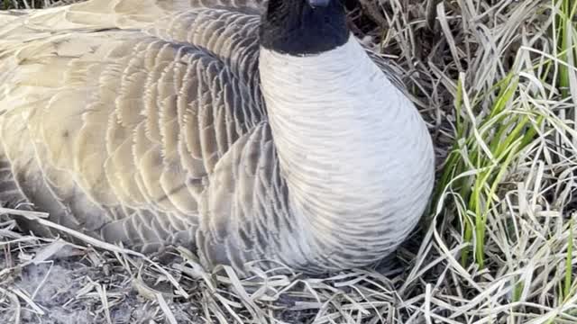 A family of Canadian geese incubating their eggs on the lakeshore