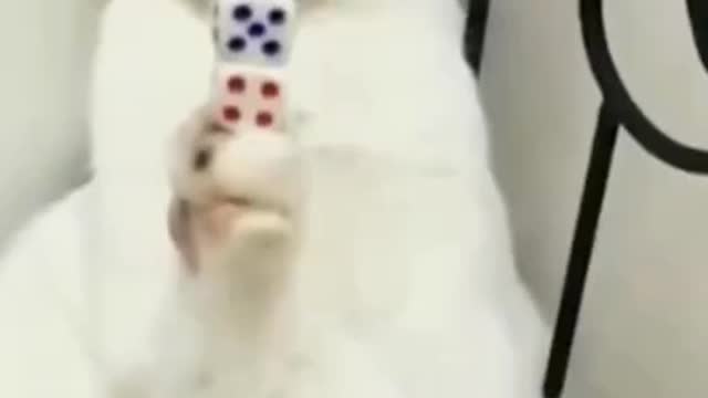 Cat try to stant for legs