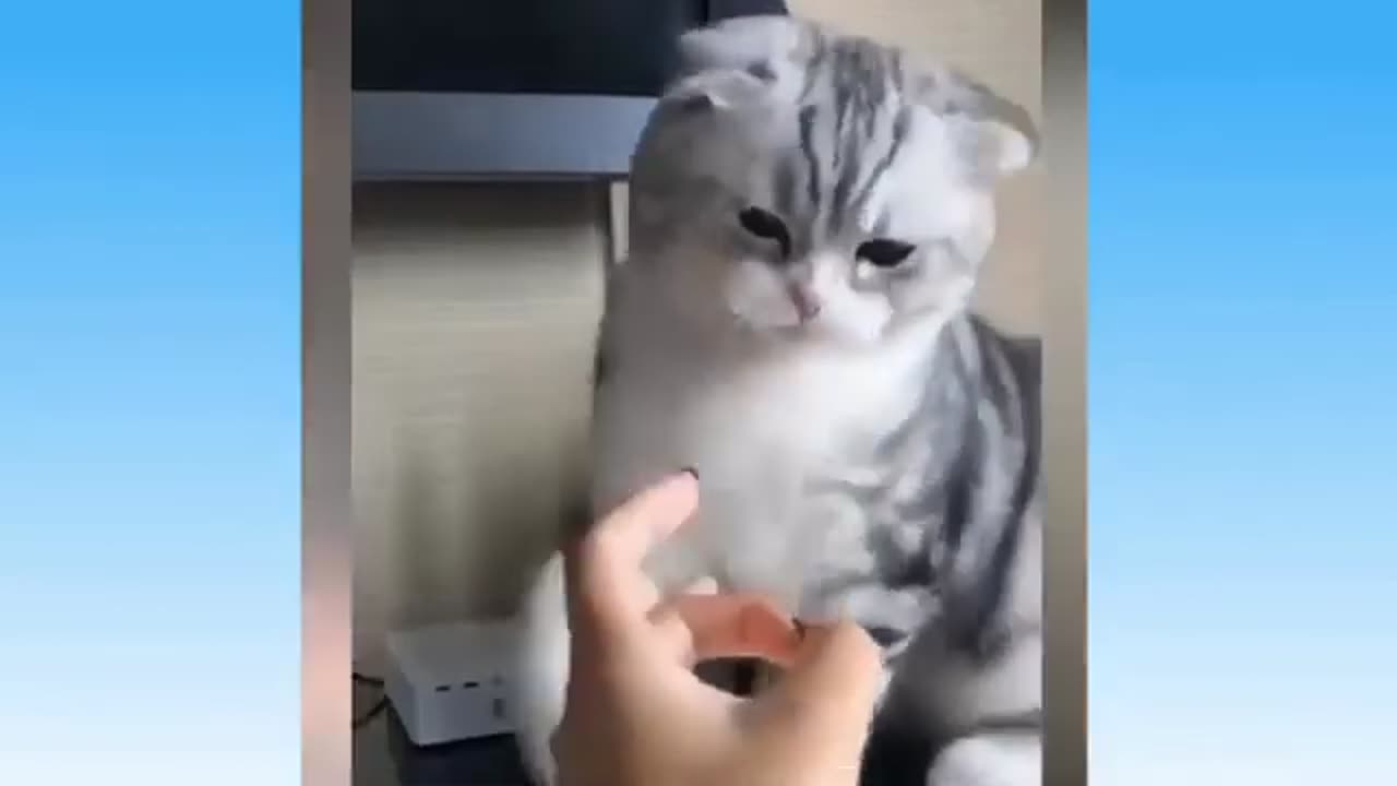 Cat funny videos 😄😄