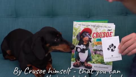 Crusoe the Dachshund Writes His New Book Going on TOUR!