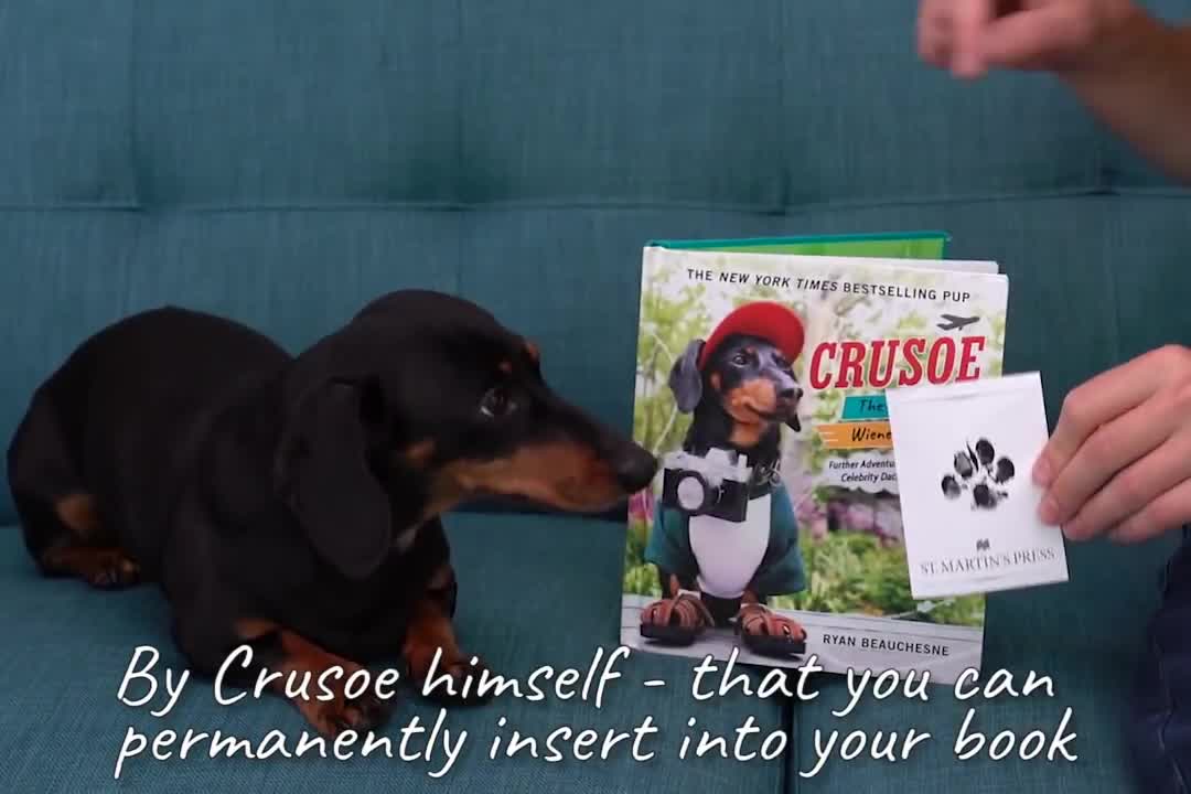 Crusoe the Dachshund Writes His New Book Going on TOUR!