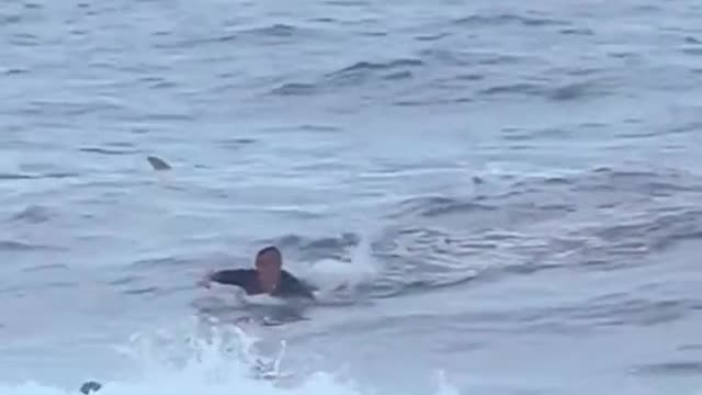 Surfer runs away from a shark at a beach in Puerto Rico 🇵🇷