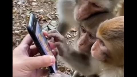 Funny monkey video