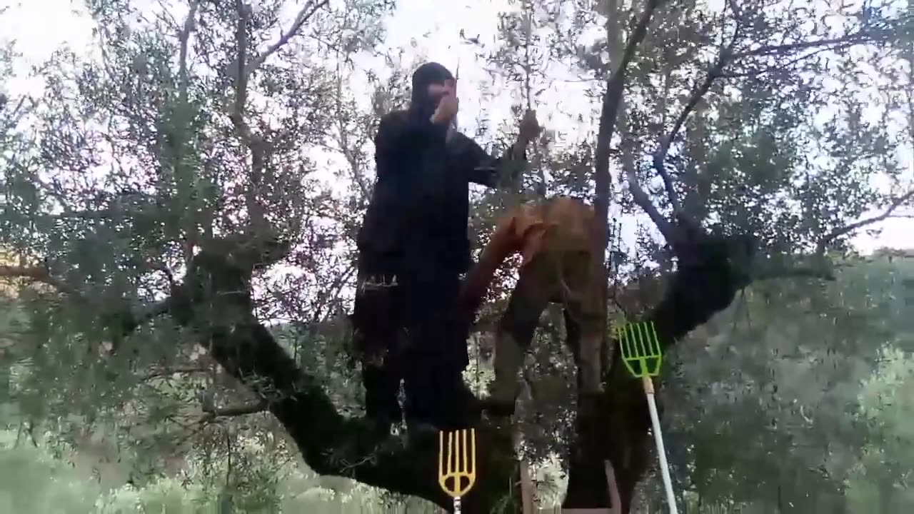 3 ΚΙΛΑ ΕΛΙΕΣ 1 ΚΙΛΟ ΛΑΔΙ