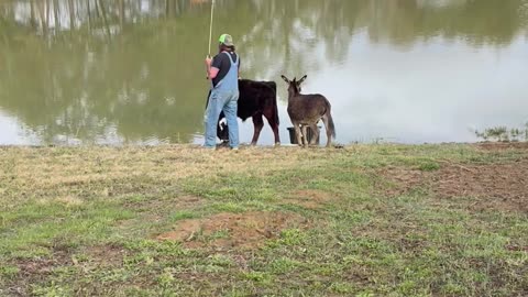 Fisherman Joined by Animal Friends