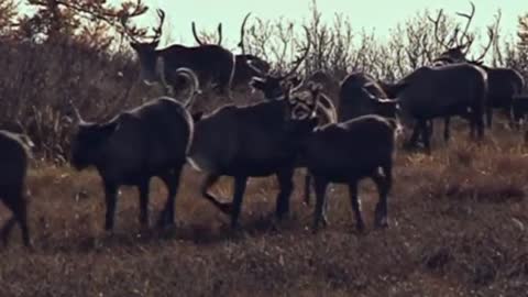 Satellite Collars To Keep Track Of Siberian Reindeer