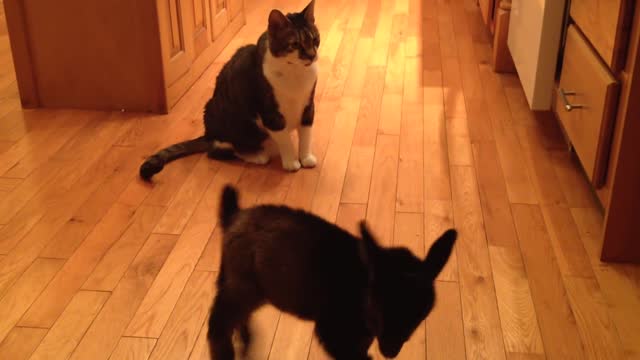 Baby Goat Tries to Headbutt Cat