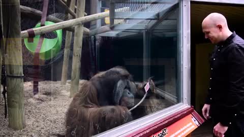 Guy Performs Magic Trick for Orangutan