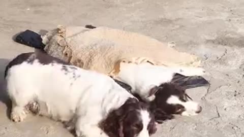 DOG TAKES CARE OF HIS FAMILY