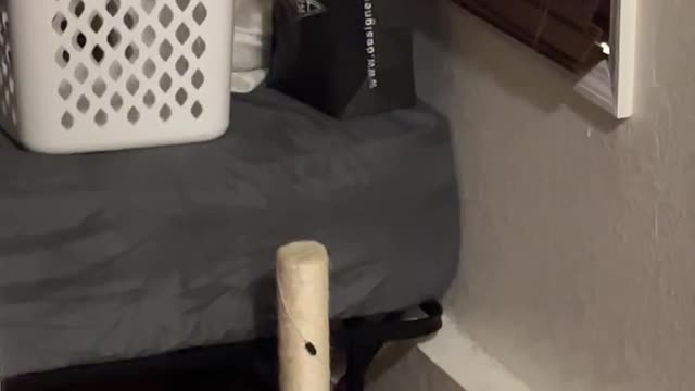 Cat is Stuck to Tetherball Toy