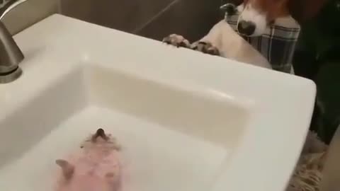 A puppy bath is really comfortable