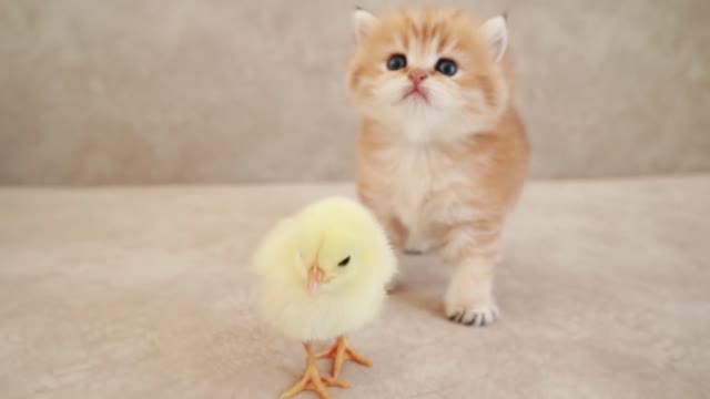 Cat and Chick