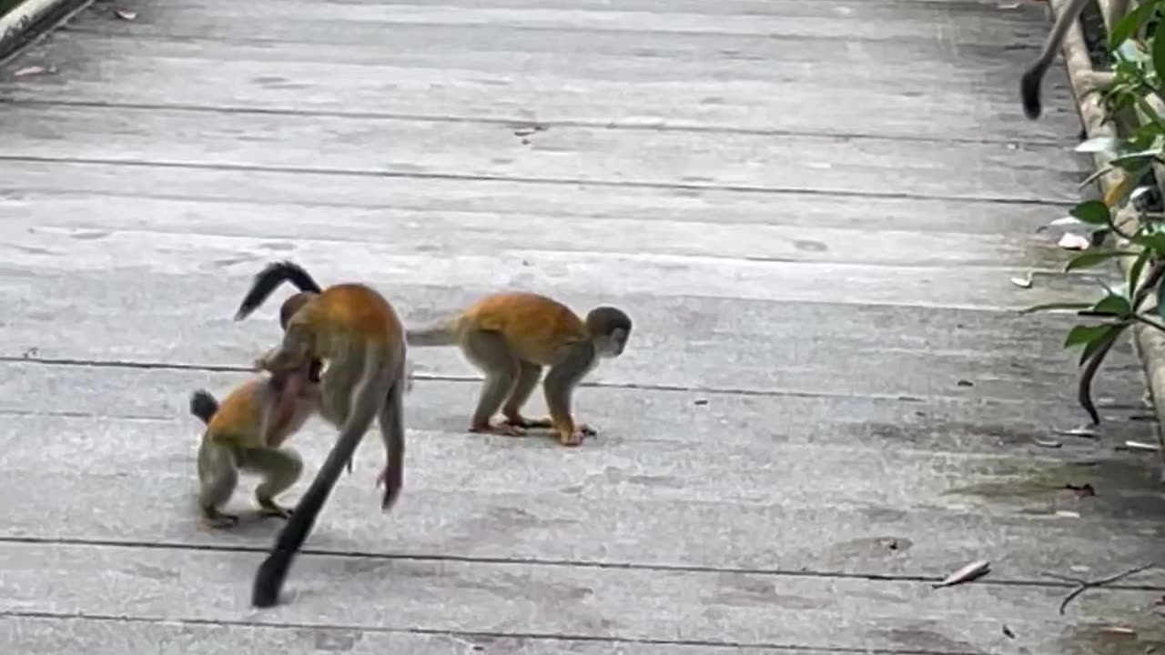 Amazing Monkey playing game