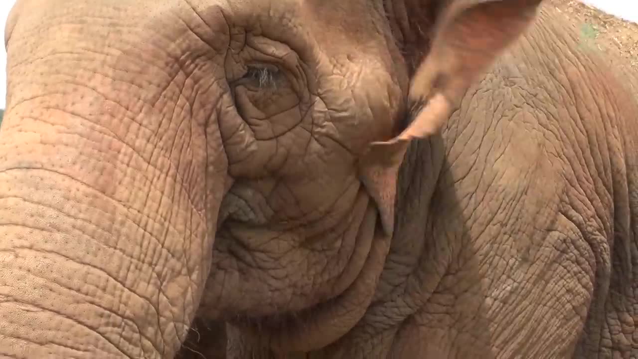 Listen To The Sounds Of Elephants While They Eat - ElephantNews