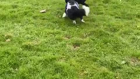 Black Lab Runs in Circles