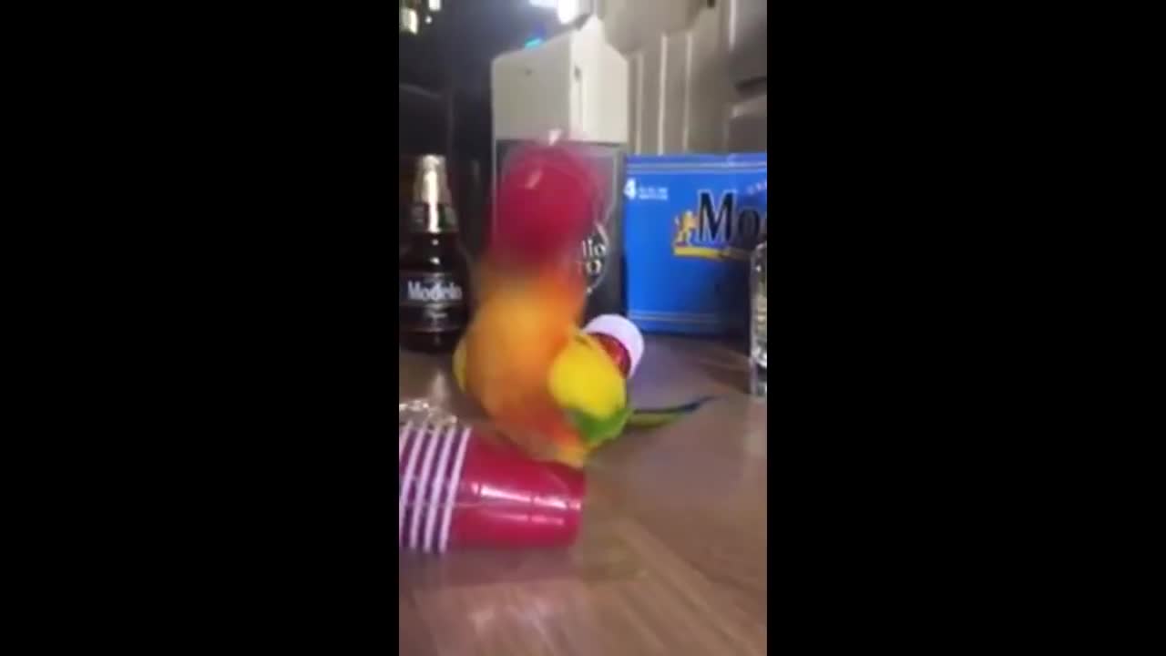 Funny Parrots Going Crazy - Funniest Parrots Compilation-1