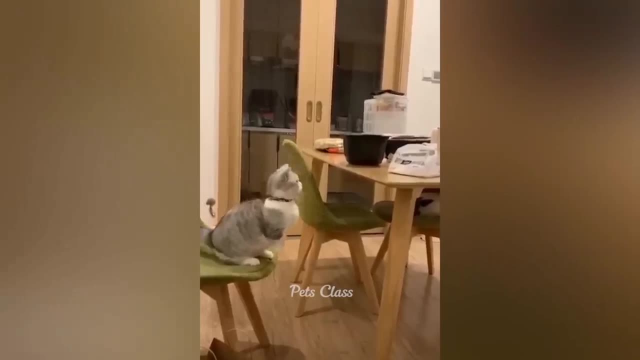 #shot funny Cat doing Crazy things😂😂🤣