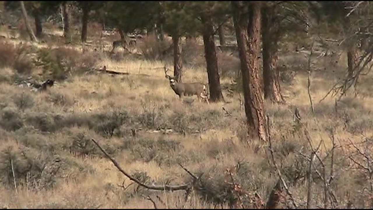 175" Mule Deer Kill Shot