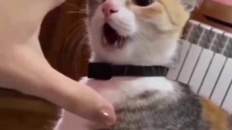 Cat is angry 😠 😡