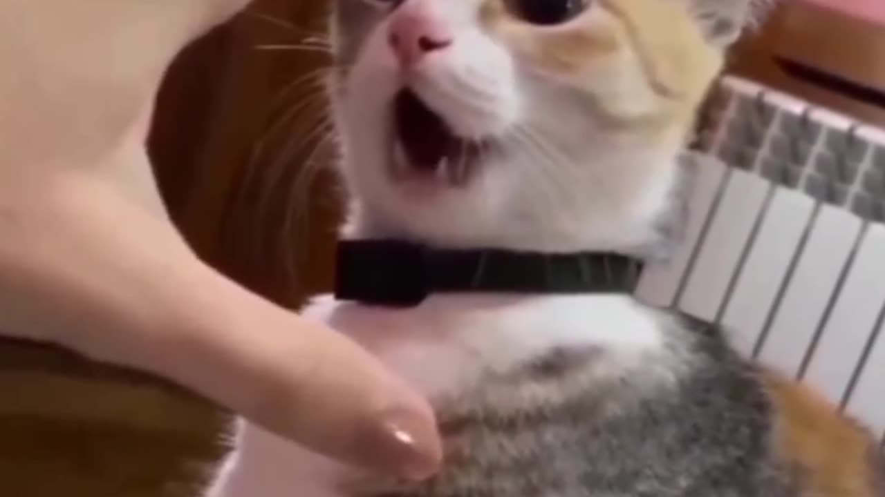 Cat is angry 😠 😡