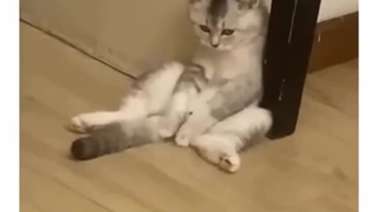 Poor sad cat