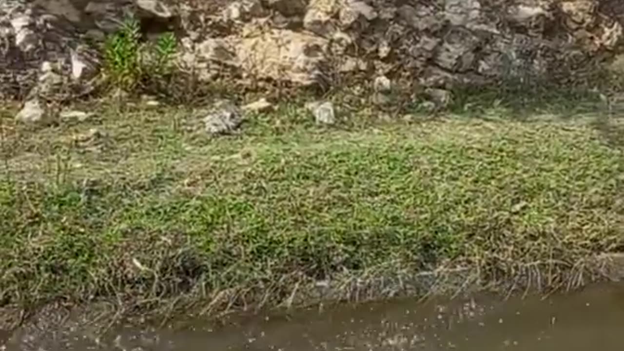 Funny video | falling in water #funny #comedy #shorts🤣🤣🤣🤣