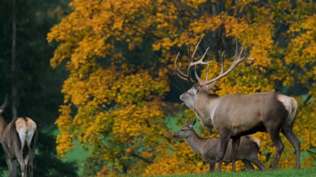 A group of wild deer