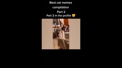 Cats Funny Videos - Cute Cats - Crazy Cats S2 S2 S2