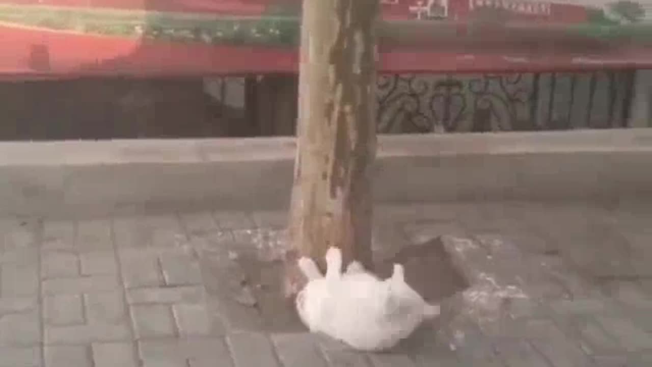cat getting into shape for next summer.