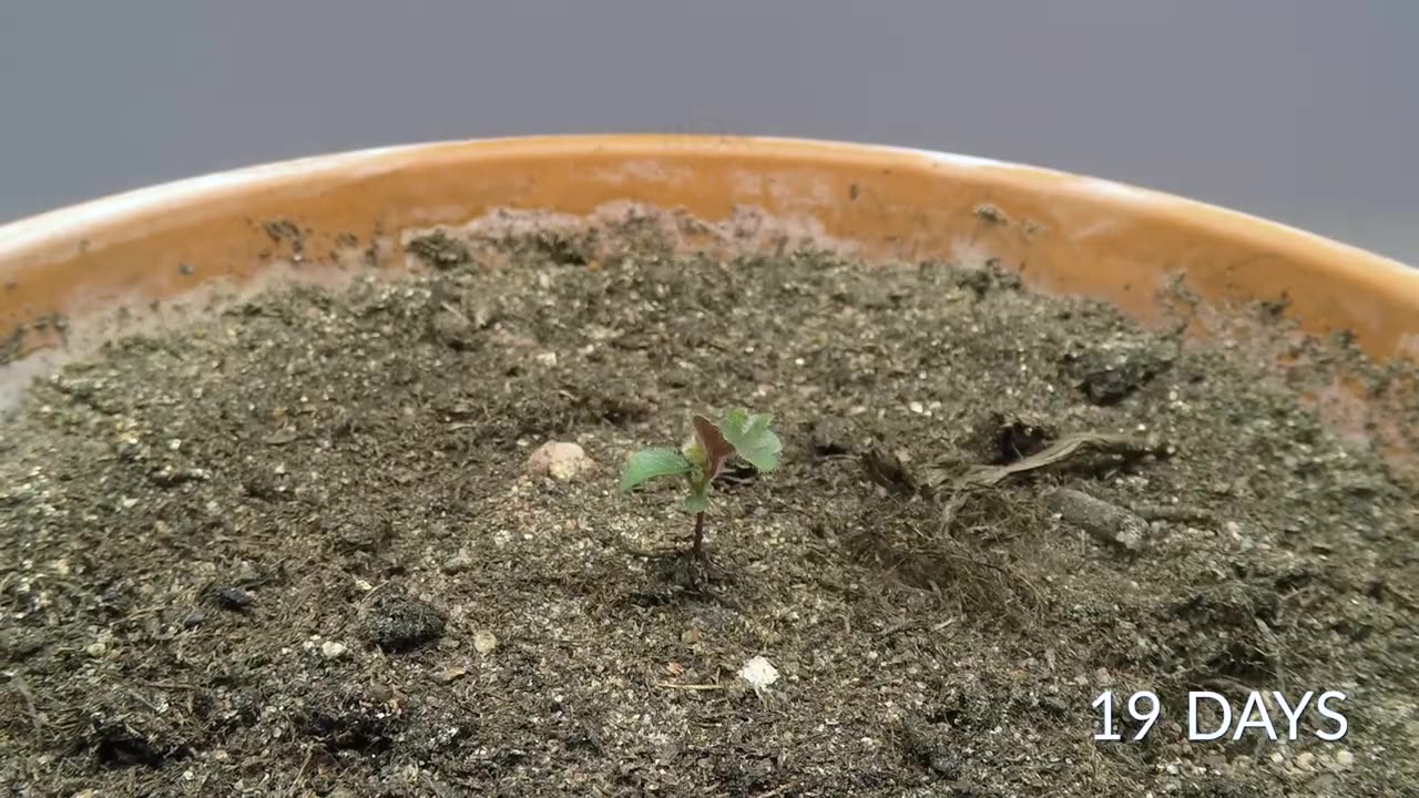 Growing a BIRCH TREE from seed Time-lapse