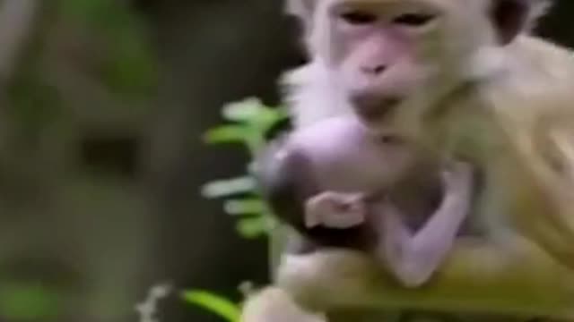 Little baby monkey shorts #shortsvideo #viral #video