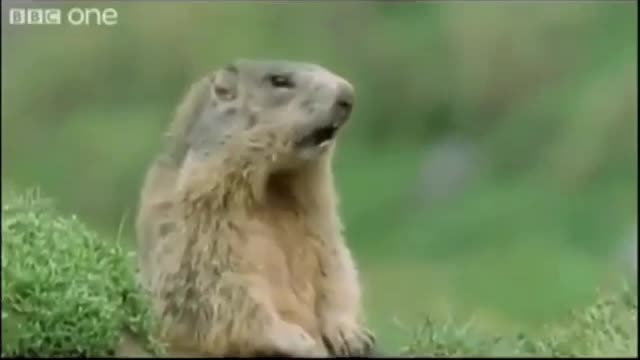 Voice the groundhog