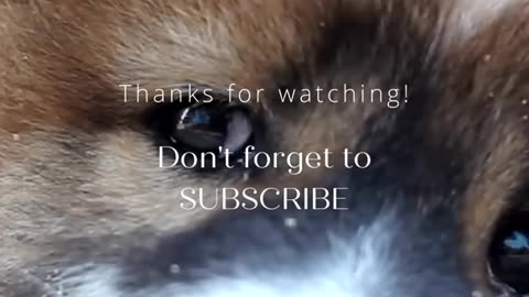 Doggos Doing Funny Things 🐕 Cutest Puppies TikTok Compilation