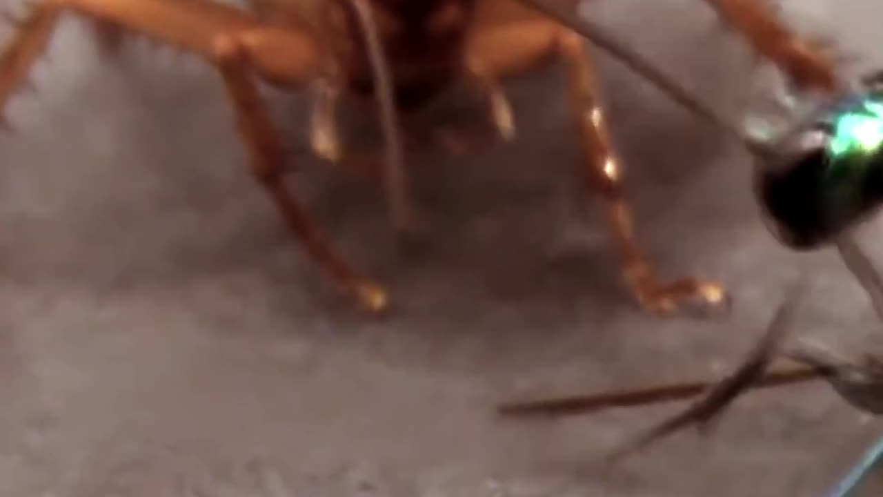 Nature's Horror Show Between Wasp & Cockroach