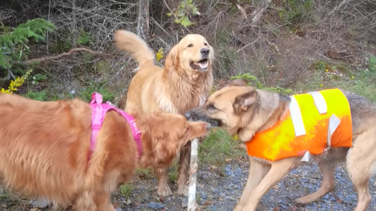 Dogs On A Hike Play Tug-of-War