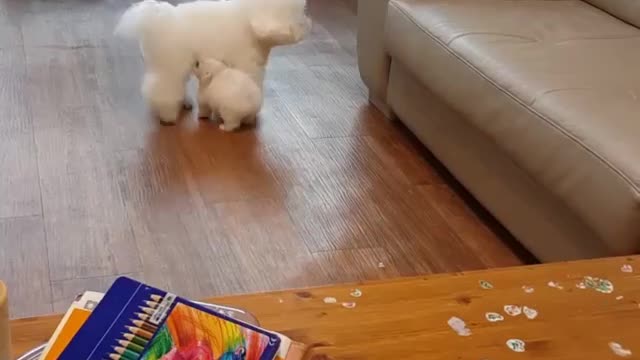 Slain is hungry and wants milk. Mom just doesn't want him to suckle and play on the sofa