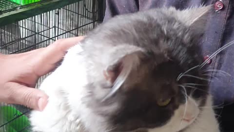My freind cat
