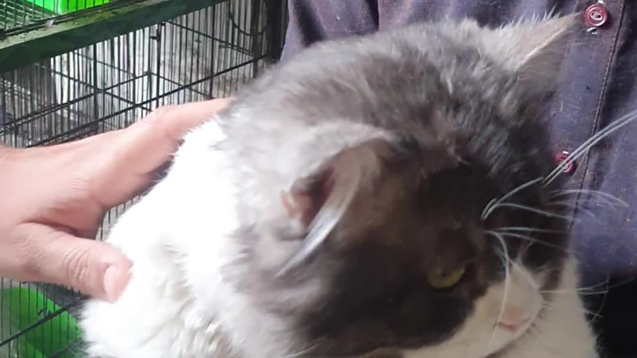 My freind cat