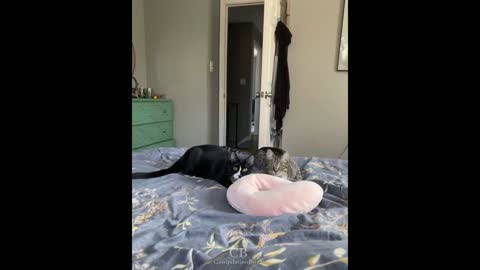 Funny cat jump fail compilation