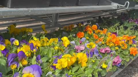 Did you know pansy flowers are edible? 😍🥰✨
