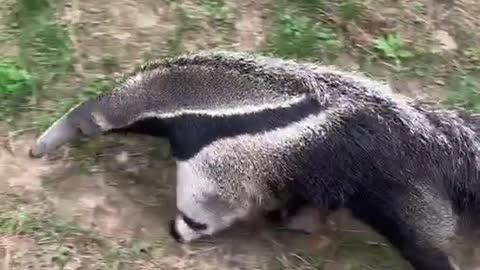anteaters