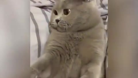 Cute cat