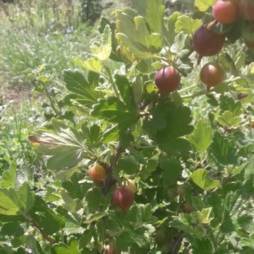 The gooseberries are ripe