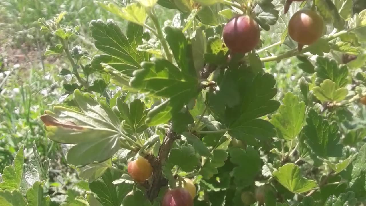 The gooseberries are ripe