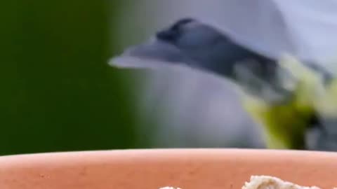 cute little birds