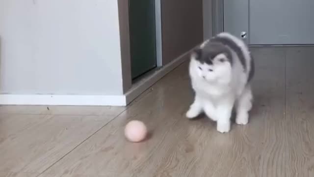 Cat playing tennis